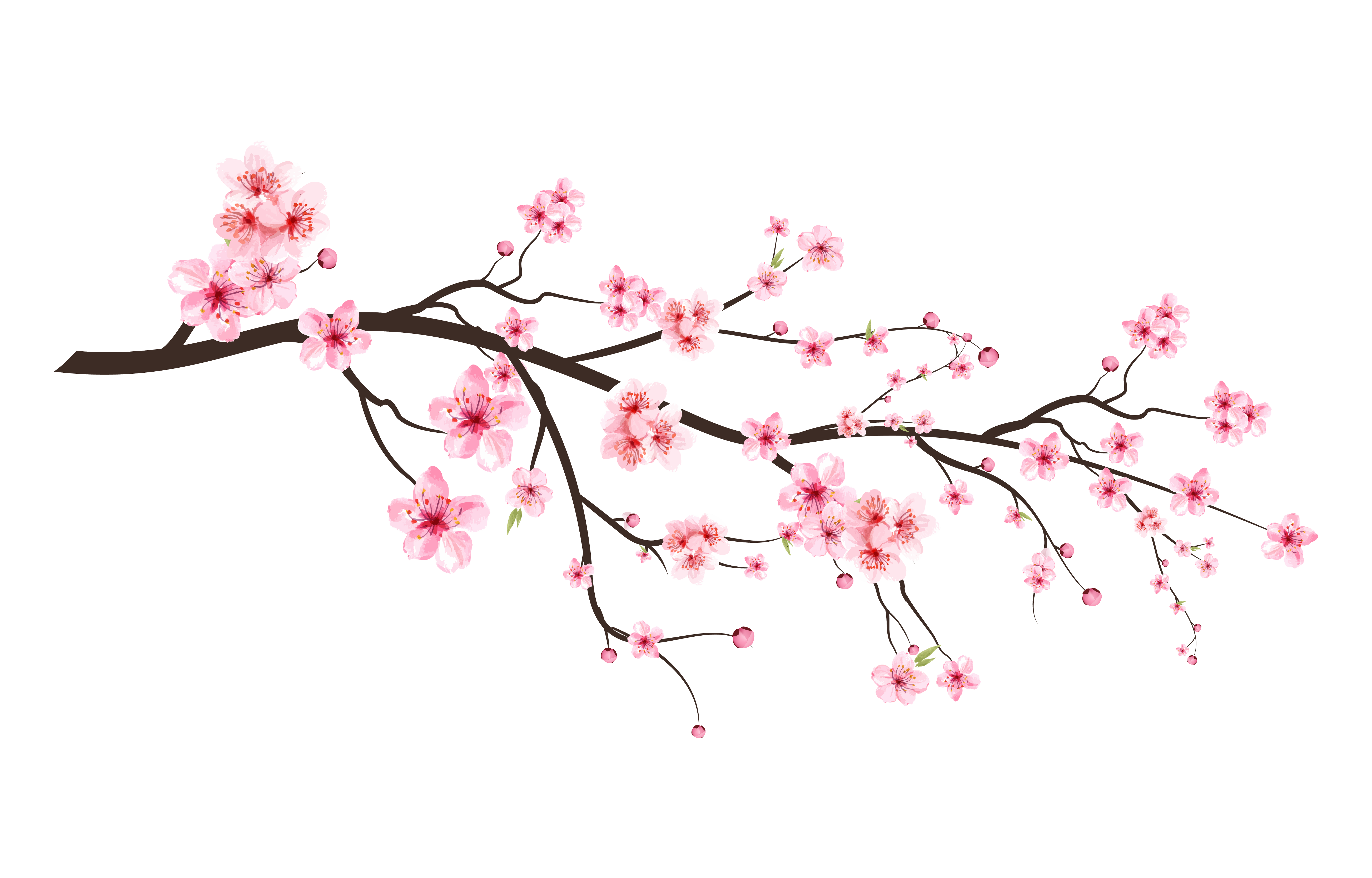 cherry blossoms